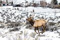 42 Yellowstone NP, wapiti